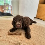Abbie Chatfield Instagram – WELCOME TO THE FAMILY MY BEAUTY CHEEKY PERFECT ANGEL GIRL DAISY!!!! My perfect little princess has already brought so much joy to my life, and now that she is settled with Mr Walters, I have noticed such a difference in him 😭 They play together, annoy mummy together, chase turkeys together, Walter teaches Daisy manners and they both make each other (and me) so happy. They are perfect together and have the happiest little lives. Getting the house puppy ready with all the essentials couldn’t’ have been easier with the @Petbarn team – now that Daisy girl is with us, I have a strong feeling our visits to Petbarn will double 🫡🫡🫡 and tbh Walter and I love it 🥲
 
#AD  #Petbarn  #PetsLovePetbarn  #PetbarnAustralia