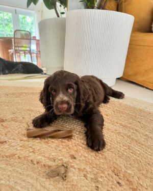 Abbie Chatfield Instagram - WELCOME TO THE FAMILY MY BEAUTY CHEEKY PERFECT ANGEL GIRL DAISY!!!! My perfect little princess has already brought so much joy to my life, and now that she is settled with Mr Walters, I have noticed such a difference in him 😭 They play together, annoy mummy together, chase turkeys together, Walter teaches Daisy manners and they both make each other (and me) so happy. They are perfect together and have the happiest little lives. Getting the house puppy ready with all the essentials couldn’t’ have been easier with the @Petbarn team - now that Daisy girl is with us, I have a strong feeling our visits to Petbarn will double 🫡🫡🫡 and tbh Walter and I love it 🥲
 
#AD  #Petbarn  #PetsLovePetbarn  #PetbarnAustralia