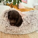 Abbie Chatfield Instagram – WELCOME TO THE FAMILY MY BEAUTY CHEEKY PERFECT ANGEL GIRL DAISY!!!! My perfect little princess has already brought so much joy to my life, and now that she is settled with Mr Walters, I have noticed such a difference in him 😭 They play together, annoy mummy together, chase turkeys together, Walter teaches Daisy manners and they both make each other (and me) so happy. They are perfect together and have the happiest little lives. Getting the house puppy ready with all the essentials couldn’t’ have been easier with the @Petbarn team – now that Daisy girl is with us, I have a strong feeling our visits to Petbarn will double 🫡🫡🫡 and tbh Walter and I love it 🥲
 
#AD  #Petbarn  #PetsLovePetbarn  #PetbarnAustralia