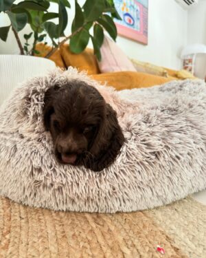 Abbie Chatfield Instagram - WELCOME TO THE FAMILY MY BEAUTY CHEEKY PERFECT ANGEL GIRL DAISY!!!! My perfect little princess has already brought so much joy to my life, and now that she is settled with Mr Walters, I have noticed such a difference in him 😭 They play together, annoy mummy together, chase turkeys together, Walter teaches Daisy manners and they both make each other (and me) so happy. They are perfect together and have the happiest little lives. Getting the house puppy ready with all the essentials couldn’t’ have been easier with the @Petbarn team - now that Daisy girl is with us, I have a strong feeling our visits to Petbarn will double 🫡🫡🫡 and tbh Walter and I love it 🥲
 
#AD  #Petbarn  #PetsLovePetbarn  #PetbarnAustralia
