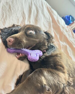 Abbie Chatfield Instagram - WELCOME TO THE FAMILY MY BEAUTY CHEEKY PERFECT ANGEL GIRL DAISY!!!! My perfect little princess has already brought so much joy to my life, and now that she is settled with Mr Walters, I have noticed such a difference in him 😭 They play together, annoy mummy together, chase turkeys together, Walter teaches Daisy manners and they both make each other (and me) so happy. They are perfect together and have the happiest little lives. Getting the house puppy ready with all the essentials couldn’t’ have been easier with the @Petbarn team - now that Daisy girl is with us, I have a strong feeling our visits to Petbarn will double 🫡🫡🫡 and tbh Walter and I love it 🥲
 
#AD  #Petbarn  #PetsLovePetbarn  #PetbarnAustralia