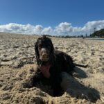 Abbie Chatfield Instagram – If ur feeling depressed or simply in ur luteal phase I highly recommend watching dogs frolic x