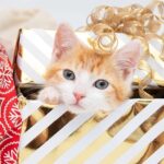 Abbie Cornish Instagram - #GivingTuesday is Dec 3! Join me on this incredible day of giving by donating to @BestFriendsAnimalSociety to help save homeless pets. Every donation will be matched, so your kindness will go twice as far! Visit the link in my bio, and let’s work together to #SaveThemAll this holiday season.