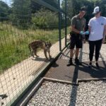 Abbie Eaton Instagram – Took mum to pick up some big cat poo the other month for her 70th birthday 🎂 🐅 💩 

Brilliant day at @thebigcatsanctuaryuk learning about the cats, making their beds, enriching their enclosures and feeding them! 

Really great facility that looks after cats that have problems, are nearing the end of their lives so need a comfy place or medical help. They couldn’t be released into the wild so this place is a haven for them. No hundreds of public walking around each day, it’s by appointment only and for educational purposes. Great place! 

#TheBigCatSanctuary