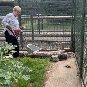 Abbie Eaton Instagram - Took mum to pick up some big cat poo the other month for her 70th birthday 🎂 🐅 💩 

Brilliant day at @thebigcatsanctuaryuk learning about the cats, making their beds, enriching their enclosures and feeding them! 

Really great facility that looks after cats that have problems, are nearing the end of their lives so need a comfy place or medical help. They couldn’t be released into the wild so this place is a haven for them. No hundreds of public walking around each day, it’s by appointment only and for educational purposes. Great place! 

#TheBigCatSanctuary