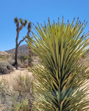 Abigail Savage Instagram - Had a beautiful visit to Joshua Tree last week. Also I love Cacti. And I took a.good picture of Caitlin.