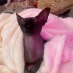 Abigail Breslin Instagram – My mom asked me to post these incredible videos of her dog Levon and my cat Yoda in the hopes of spreading some joy to you all today.