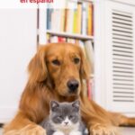 Abigail Breslin Instagram - Excited to see my friends at VetTriage are have launched a Spanish language version of their 24/7 vet telemedicine service! It is amazing to see them expanding care for the Spanish speaking pet owner community. @vettriage has been invaluable for me as a pet owner, so I’m thrilled to see them expanding! Happy thanksgiving!