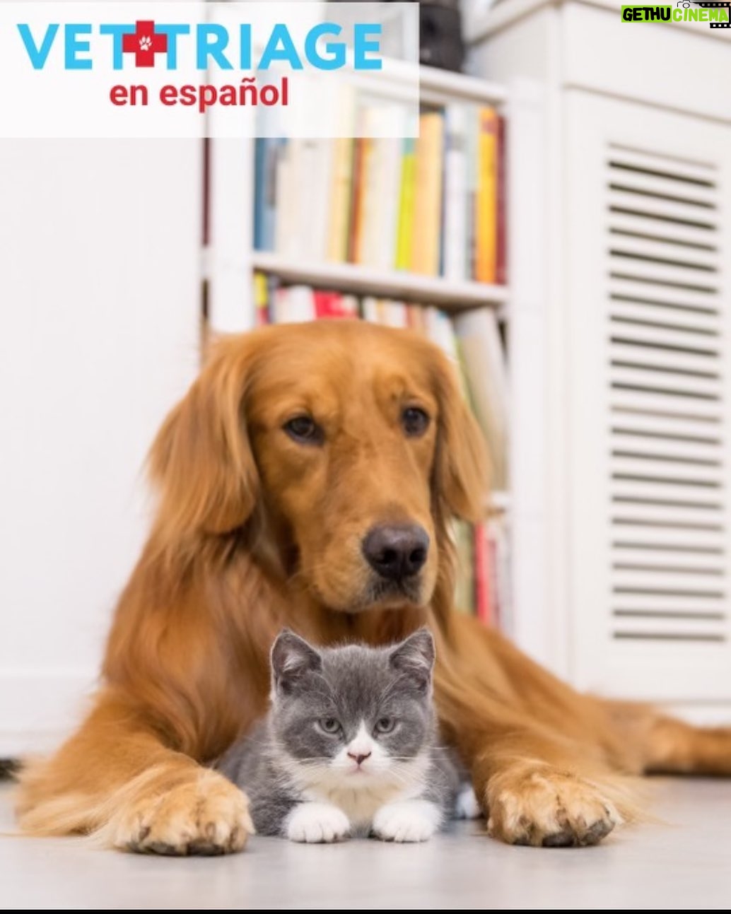 Abigail Breslin Instagram - Excited to see my friends at VetTriage are have launched a Spanish language version of their 24/7 vet telemedicine service! It is amazing to see them expanding care for the Spanish speaking pet owner community. @vettriage has been invaluable for me as a pet owner, so I’m thrilled to see them expanding! Happy thanksgiving!
