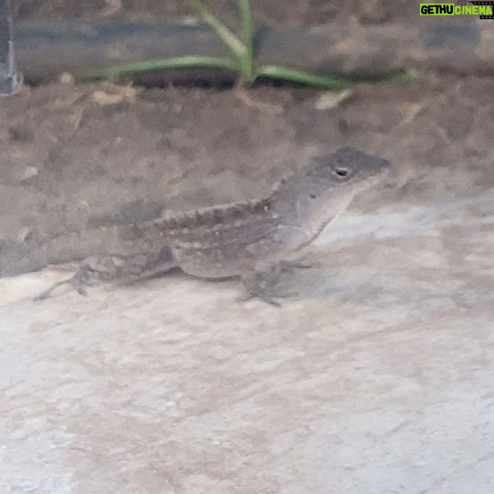 Abigail Breslin Instagram - me ft. wildlife
