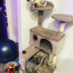 Abigail Breslin Instagram – They were both groomed today and it’s a mutiny situation. My husband isn’t home yet and I’m outnumbered.