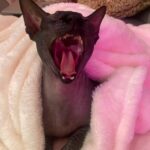 Abigail Breslin Instagram – Wedding planning got me like