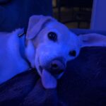 Abigail Zoe Lewis Instagram - Coffee, matcha, & a surprise at the end 😋 #explore #explorepage #coffee #matcha #newportbeach