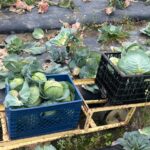 Abigail Zoe Lewis Instagram – Volunteer day!!🍓🌾

#thegivingfarm #volunteer #nonprofit #explore