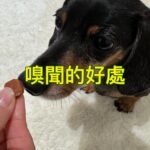 Ada Pan