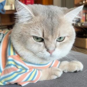 Adela Sou Instagram - 來自 #樹娃 的鄭重拒絕 ⛔️
真是有脾氣的小貓咪🐈

奈何麻mi太愛你了💕 #福徳春樹
@fukutokuharuki