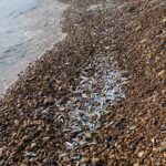Adjoa Andoh Instagram - White bait White bait everywhere!! Brought ashore on tide - glorious Eastbourne this morning