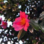 Ado Instagram –