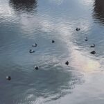Ado Instagram –