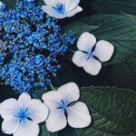 Ado Instagram -