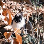 Ado Instagram - Cat