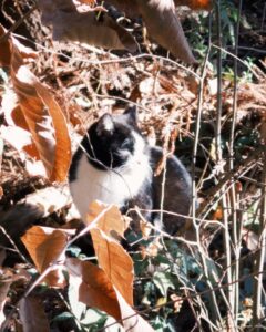 Ado Instagram - Cat