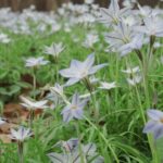 Ado Instagram – Call spring