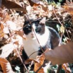 Ado Instagram - Cat