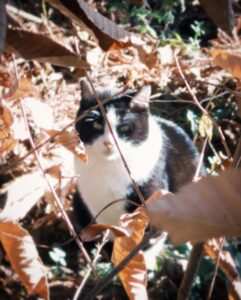 Ado Instagram - Cat