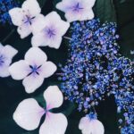 Ado Instagram -