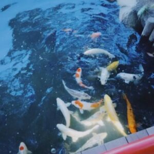 Ado Instagram - マーズというか  普通に旅行だった  広島