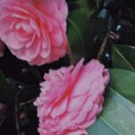 Ado Instagram -