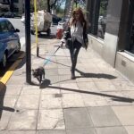 Adriana Salgueiro Instagram - Paseo matutino con nuestro amadas BENITO ♥️♥️♥️ @arellano_alejandro_ #lo e #dogsofinstagram #beautiful #beautifullife