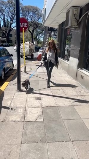 Adriana Salgueiro Instagram - Paseo matutino con nuestro amadas BENITO ♥️♥️♥️ @arellano_alejandro_ #lo e #dogsofinstagram #beautiful #beautifullife