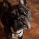 Adriana Salgueiro Instagram - ATENCIÓN GH !!!! Opinión autorizada, presten atención 😂😂😂 #dog #mylife #funny
