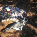 Agnès Varda Instagram – Quand Nini passe devant le tombeau de Zgougou… Voir “La cabane du chat” @fondationcartier