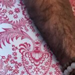 Agnès Varda Instagram -