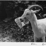 Agnès Varda Instagram – Est-ce qu’il y a un imanginaire animal ?
#visagesvillages