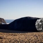 Agnès Varda Instagram – Baleine sur la plage de #Sète par @franckiediago pour #lesPlagesDAgnès la baleine hurle parfois les mauvaises nouvelles