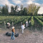 Agustina Cordova Instagram - dump de la Vendimia en Mendoza, porque lo merece. 🍇🍷 Cosecha, siestas, un blend ganador, fueguito de @bandaloschinos , un grupo de gente hermosa, registros mágicos de @claritacao @juanchiroisman montañas, atardeceres y altos vinos Mendoza, maravillosa 🍇🍷⛰️