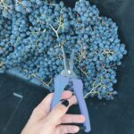 Agustina Cordova Instagram - dump de la Vendimia en Mendoza, porque lo merece. 🍇🍷 Cosecha, siestas, un blend ganador, fueguito de @bandaloschinos , un grupo de gente hermosa, registros mágicos de @claritacao @juanchiroisman montañas, atardeceres y altos vinos Mendoza, maravillosa 🍇🍷⛰️