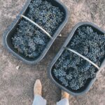 Agustina Cordova Instagram - dump de la Vendimia en Mendoza, porque lo merece. 🍇🍷 Cosecha, siestas, un blend ganador, fueguito de @bandaloschinos , un grupo de gente hermosa, registros mágicos de @claritacao @juanchiroisman montañas, atardeceres y altos vinos Mendoza, maravillosa 🍇🍷⛰️