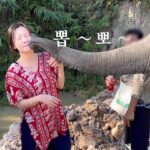 Ahn Ji-young Instagram - 안녕, 안졍 🌼 in Chiang Mai 🐘🐘🐘 코끼리 만져본 적 있슈?