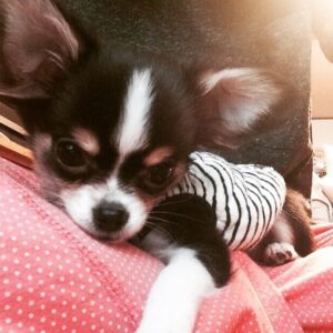 Ahn Sun-Young Instagram - #나의따뜻한강아지 
이노래를 들으니 천국간 우리 대박이🐶가 너무 그립네요... 

늘 혼자서 밤늦도록 일하고 오는 나를 애타게 기다렸을 아이. 
내가 뱃속에 바로를 품고 있을때 늘 24시간 나를 지켜주었던... 
바로가 태어나도 늘 갓난아이 곁을 조심스레 맴돌며 아이를 지켜주던 내사랑🩷

잘지내지 대박아..? 
천국에서 울엄마 안아프게 잘 지켜봐주고, 
19살 나나할미견 가는 날까지 고통없이 아프지않게 살다갈수 있게 수호천사가 되어주렴🩵🩷

#민트클라우드🩵
#나의따뜻한강아지🐶