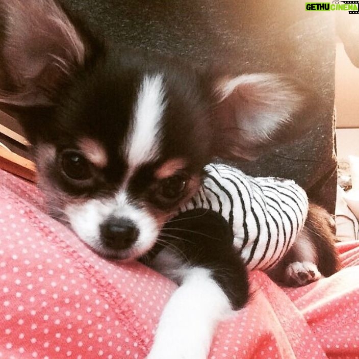 Ahn Sun-Young - 860 Likes - #나의따뜻한강아지
이노래를 들으니 천국간 우리 대박이🐶가 너무 그립네요...
늘 혼자서 밤늦도록 일하고 오는 나를 애타게 기다렸을 아이.
내가 뱃속에 바로를 품고 있을때 늘 24시간 나를 지켜주었던...
바로가 태어나도 늘 갓난아이 곁을 조심스레 맴돌며 아이를 지켜주던 내사랑🩷
잘지내지 대박아..?
천국에서 울엄마 안아프게 잘 지켜봐주고,
19살 나나할미견 가는 날까지 고통없이 아프지않게 살다갈수 있게 수호천사가 되어주렴🩵🩷
#민트클라우드🩵
#나의따뜻한강아지🐶