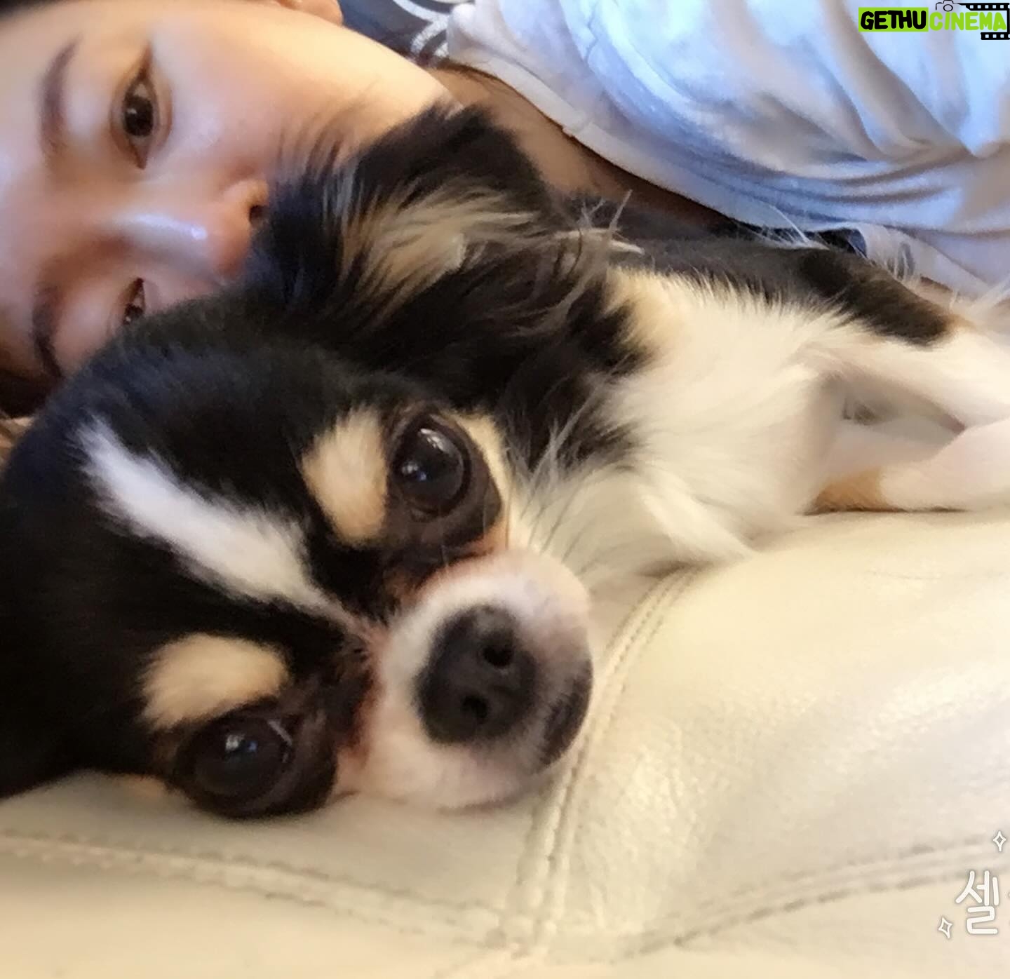 Ahn Sun-Young - 860 Likes - #나의따뜻한강아지
이노래를 들으니 천국간 우리 대박이🐶가 너무 그립네요...
늘 혼자서 밤늦도록 일하고 오는 나를 애타게 기다렸을 아이.
내가 뱃속에 바로를 품고 있을때 늘 24시간 나를 지켜주었던...
바로가 태어나도 늘 갓난아이 곁을 조심스레 맴돌며 아이를 지켜주던 내사랑🩷
잘지내지 대박아..?
천국에서 울엄마 안아프게 잘 지켜봐주고,
19살 나나할미견 가는 날까지 고통없이 아프지않게 살다갈수 있게 수호천사가 되어주렴🩵🩷
#민트클라우드🩵
#나의따뜻한강아지🐶