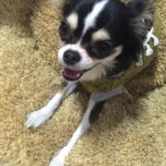 Ahn Sun-Young Instagram – #나의따뜻한강아지 
이노래를 들으니 천국간 우리 대박이🐶가 너무 그립네요… 

늘 혼자서 밤늦도록 일하고 오는 나를 애타게 기다렸을 아이. 
내가 뱃속에 바로를 품고 있을때 늘 24시간 나를 지켜주었던… 
바로가 태어나도 늘 갓난아이 곁을 조심스레 맴돌며 아이를 지켜주던 내사랑🩷

잘지내지 대박아..? 
천국에서 울엄마 안아프게 잘 지켜봐주고, 
19살 나나할미견 가는 날까지 고통없이 아프지않게 살다갈수 있게 수호천사가 되어주렴🩵🩷

#민트클라우드🩵
#나의따뜻한강아지🐶