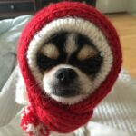 Ahn Sun-Young Instagram – #나의따뜻한강아지 
이노래를 들으니 천국간 우리 대박이🐶가 너무 그립네요… 

늘 혼자서 밤늦도록 일하고 오는 나를 애타게 기다렸을 아이. 
내가 뱃속에 바로를 품고 있을때 늘 24시간 나를 지켜주었던… 
바로가 태어나도 늘 갓난아이 곁을 조심스레 맴돌며 아이를 지켜주던 내사랑🩷

잘지내지 대박아..? 
천국에서 울엄마 안아프게 잘 지켜봐주고, 
19살 나나할미견 가는 날까지 고통없이 아프지않게 살다갈수 있게 수호천사가 되어주렴🩵🩷

#민트클라우드🩵
#나의따뜻한강아지🐶