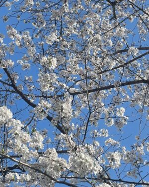 Ai Furihata Instagram - 🌸
