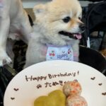Ai Shinozaki Instagram - ・ 先日4月生まれの犬ちゃんたちの 合同誕生日会をしました🐶🎂✨ お揃いの誕生日コス みんな可愛い♡♡♡ 弁慶とコロネちゃんも お祝い犬として参戦🥳 つねちゃんは昨日誕生日だったね☺️ おめでとう🎂 たぬつねはショップも同じで幼馴染🫶 7年目もたくさん遊ぼ☺️ #合同誕生日会 #4月生まれ #aneacafe